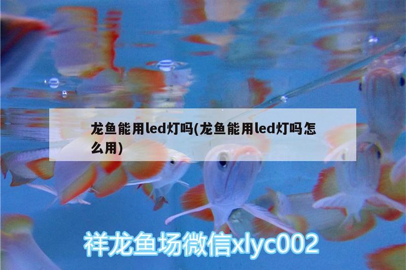 龍魚能用led燈嗎(龍魚能用led燈嗎怎么用) 充氧泵