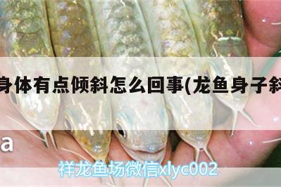 龍魚身體有點傾斜怎么回事(龍魚身子斜怎么辦) 金頭過背金龍魚