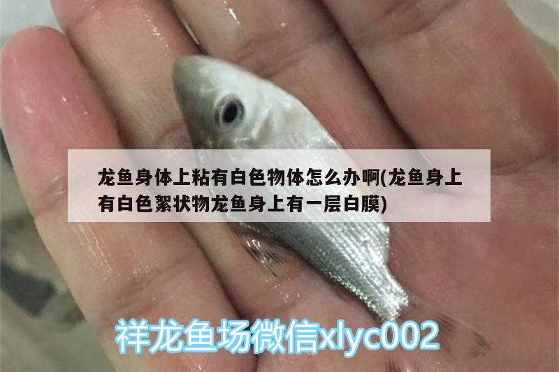 龍魚身體上粘有白色物體怎么辦啊(龍魚身上有白色絮狀物龍魚身上有一層白膜)