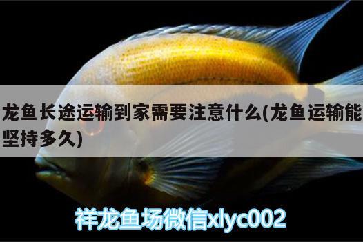 龍魚(yú)長(zhǎng)途運(yùn)輸?shù)郊倚枰⒁馐裁?龍魚(yú)運(yùn)輸能堅(jiān)持多久)