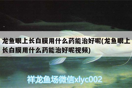 龍魚(yú)眼上長(zhǎng)白膜用什么藥能治好呢(龍魚(yú)眼上長(zhǎng)白膜用什么藥能治好呢視頻) 銀龍魚(yú)苗