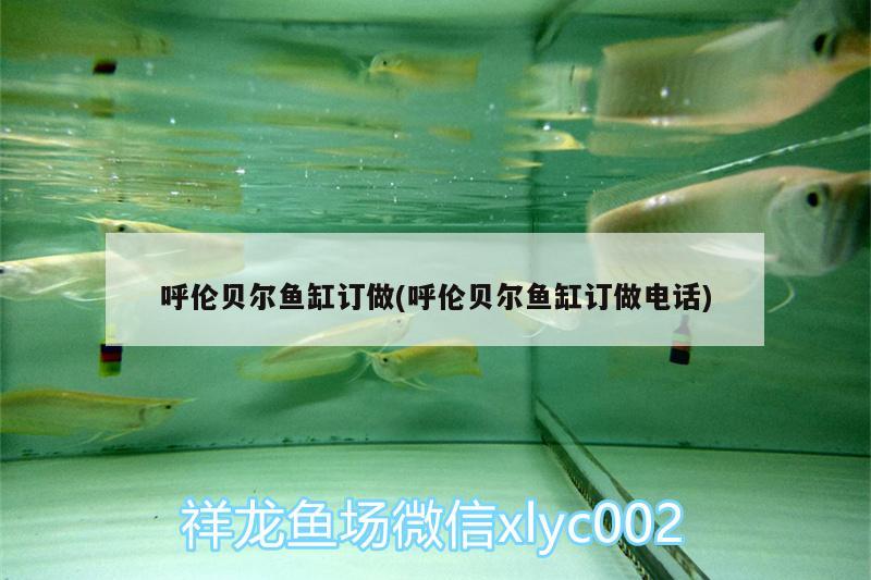 呼倫貝爾魚(yú)缸訂做(呼倫貝爾魚(yú)缸訂做電話) 月光鴨嘴魚(yú)苗