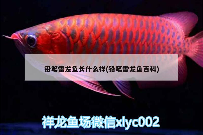 鉛筆雷龍魚長(zhǎng)什么樣(鉛筆雷龍魚百科)