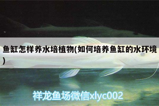 魚缸怎樣養(yǎng)水培植物(如何培養(yǎng)魚缸的水環(huán)境) 奈及利亞紅圓點(diǎn)狗頭