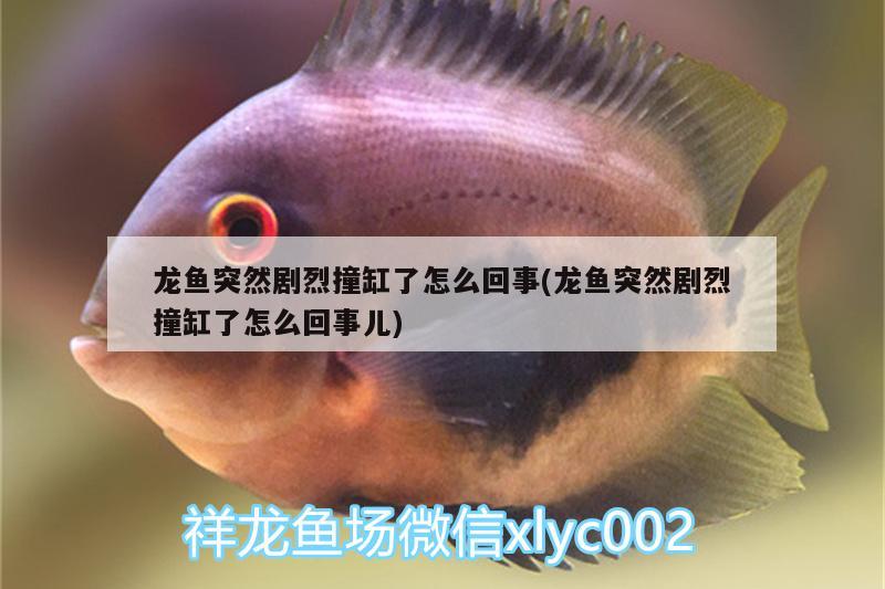 龍魚突然劇烈撞缸了怎么回事(龍魚突然劇烈撞缸了怎么回事兒) 銀古魚苗