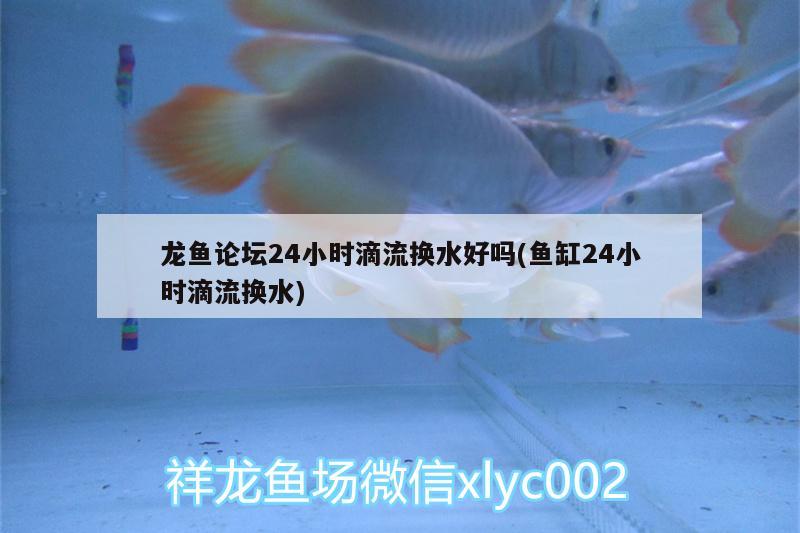 龍魚論壇24小時滴流換水好嗎(魚缸24小時滴流換水)