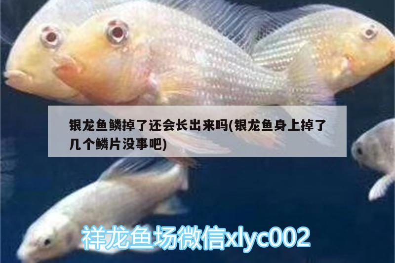 銀龍魚(yú)鱗掉了還會(huì)長(zhǎng)出來(lái)嗎(銀龍魚(yú)身上掉了幾個(gè)鱗片沒(méi)事吧)