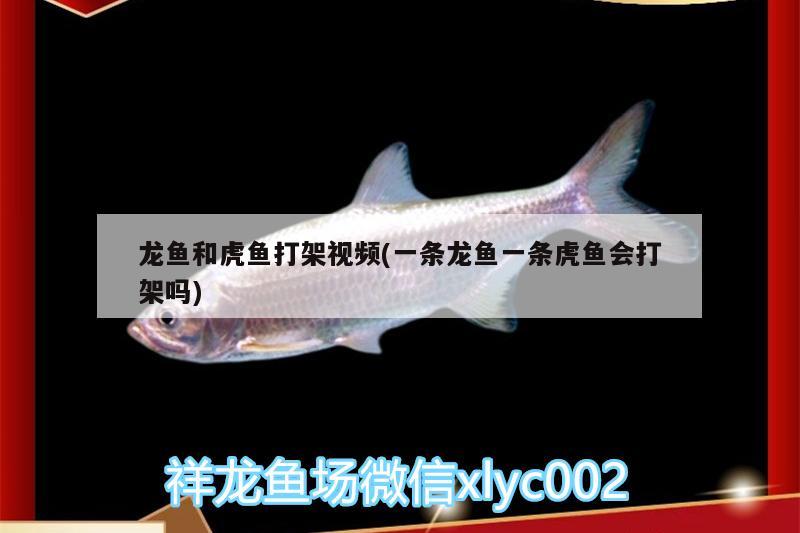 龍魚和虎魚打架視頻(一條龍魚一條虎魚會打架嗎)