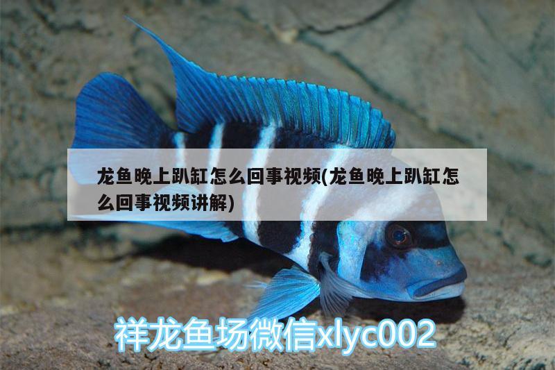 龍魚晚上趴缸怎么回事視頻(龍魚晚上趴缸怎么回事視頻講解)