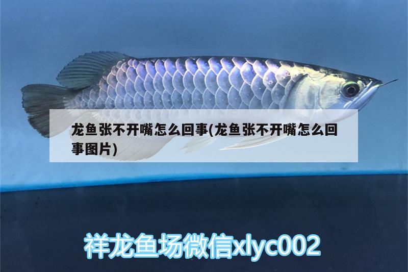 龍魚張不開嘴怎么回事(龍魚張不開嘴怎么回事圖片)