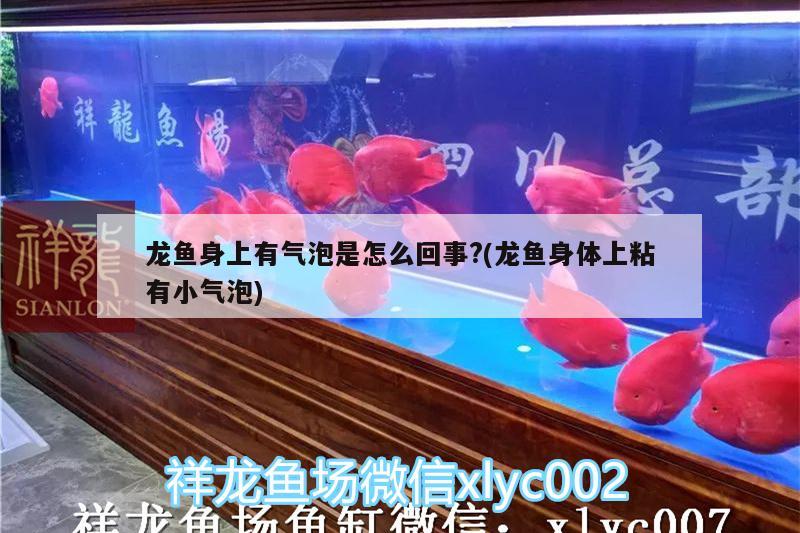 龍魚身上有氣泡是怎么回事?(龍魚身體上粘有小氣泡)