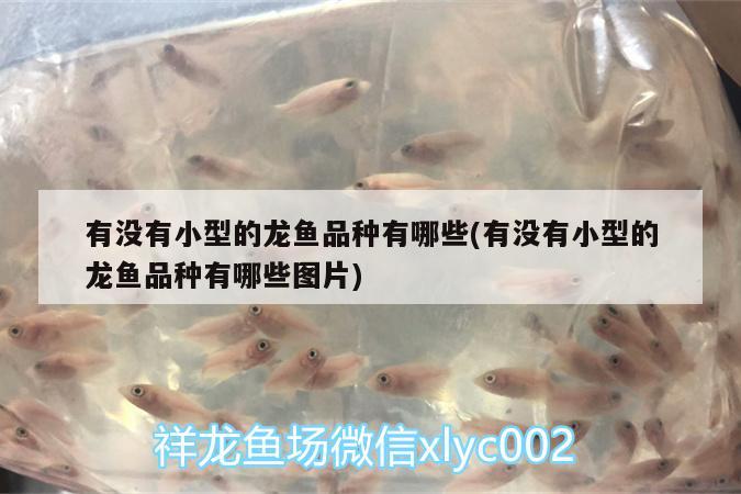 有沒有小型的龍魚品種有哪些(有沒有小型的龍魚品種有哪些圖片)