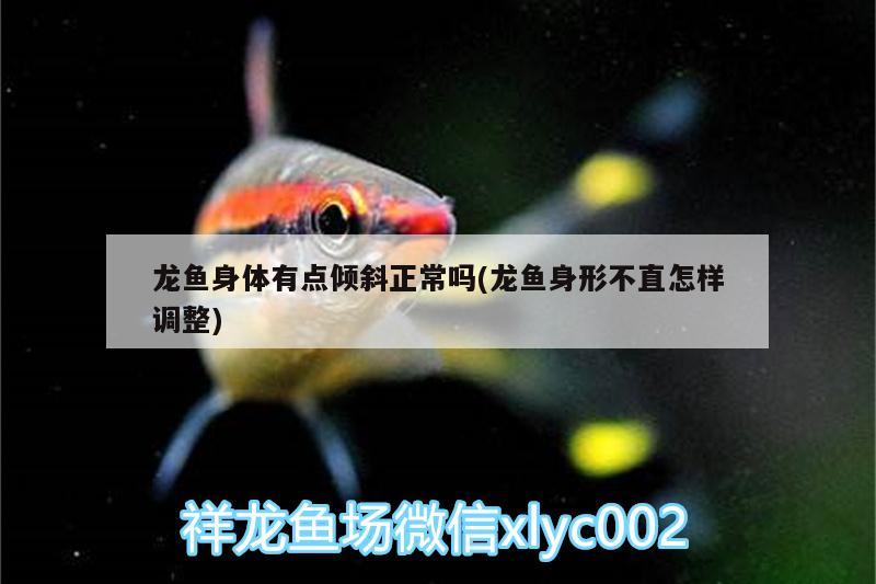 龍魚身體有點(diǎn)傾斜正常嗎(龍魚身形不直怎樣調(diào)整)