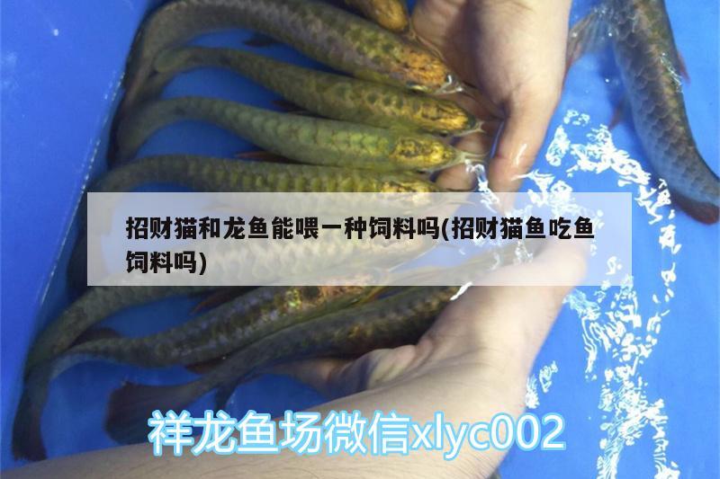 招財貓和龍魚能喂一種飼料嗎(招財貓魚吃魚飼料嗎)