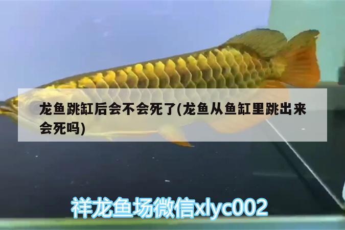 龍魚跳缸后會(huì)不會(huì)死了(龍魚從魚缸里跳出來會(huì)死嗎)