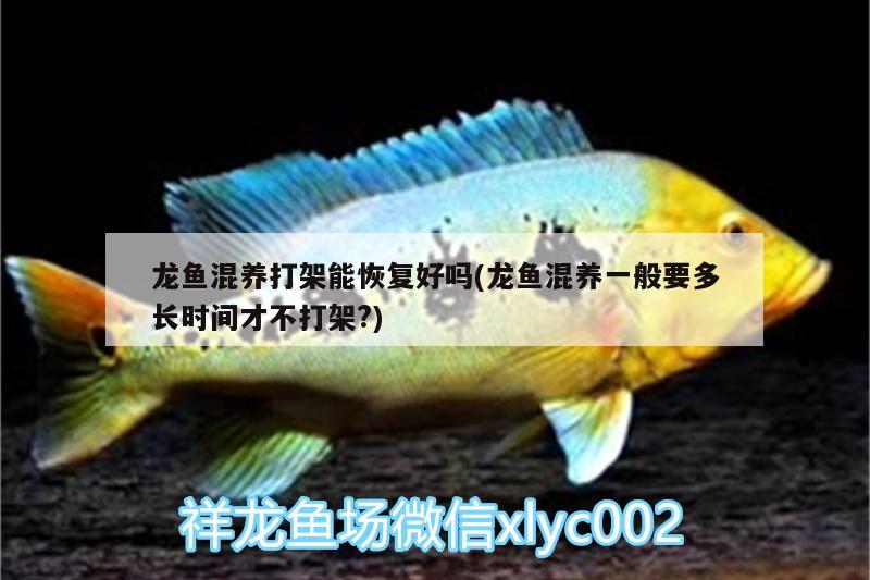 龍魚混養(yǎng)打架能恢復(fù)好嗎(龍魚混養(yǎng)一般要多長時間才不打架?)