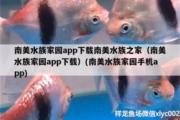 南美水族家園app下載南美水族之家（南美水族家園app下載）(南美水族家園手機(jī)app) 紅龍福龍魚