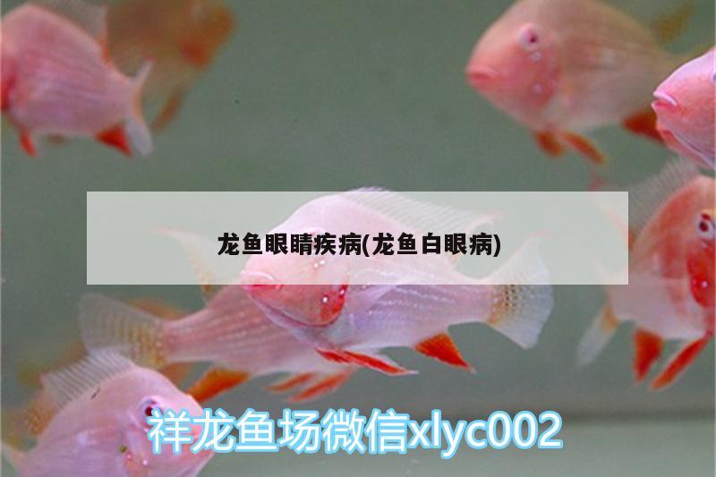 龍魚眼睛疾病(龍魚白眼病) 綠皮皇冠豹魚