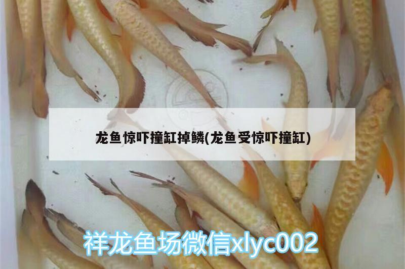 龍魚驚嚇撞缸掉鱗(龍魚受驚嚇撞缸) 印尼四紋虎