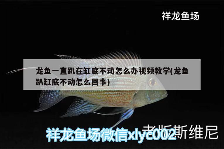 龍魚一直趴在缸底不動(dòng)怎么辦視頻教學(xué)(龍魚趴缸底不動(dòng)怎么回事) 斑馬狗頭魚