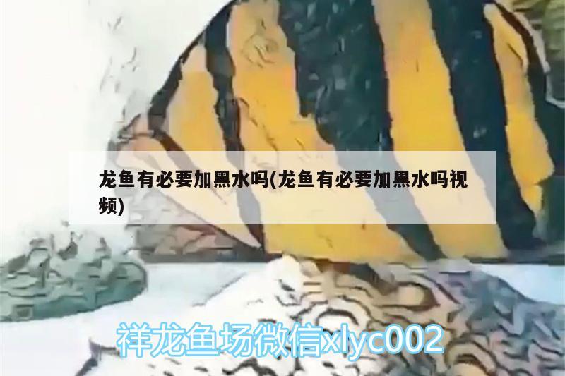 龍魚有必要加黑水嗎(龍魚有必要加黑水嗎視頻) B級過背金龍魚 第2張