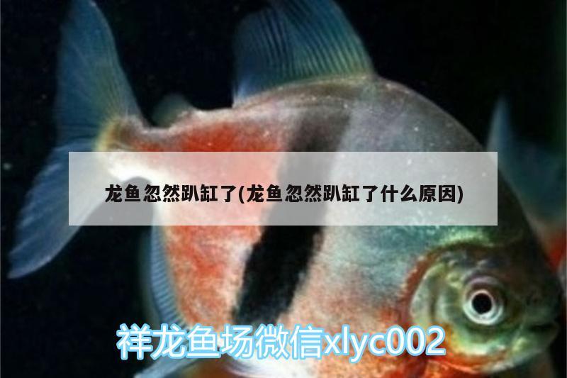 龍魚(yú)忽然趴缸了(龍魚(yú)忽然趴缸了什么原因)