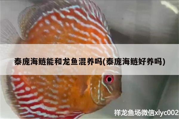 泰龐海鰱能和龍魚混養(yǎng)嗎(泰龐海鰱好養(yǎng)嗎) 純血皇冠黑白魟魚