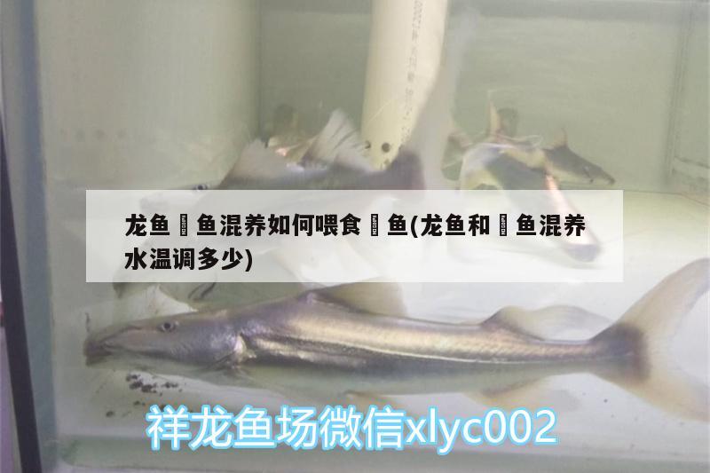 龍魚魟魚混養(yǎng)如何喂食魟魚(龍魚和魟魚混養(yǎng)水溫調(diào)多少) 蘇虎苗（蘇門答臘虎魚苗）