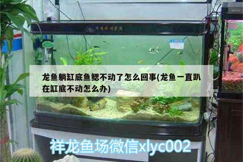 龍魚躺缸底魚鰓不動(dòng)了怎么回事(龍魚一直趴在缸底不動(dòng)怎么辦) 成吉思汗鯊（球鯊）魚