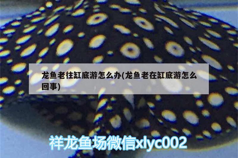 龍魚老往缸底游怎么辦(龍魚老在缸底游怎么回事) 其它水族用具設(shè)備