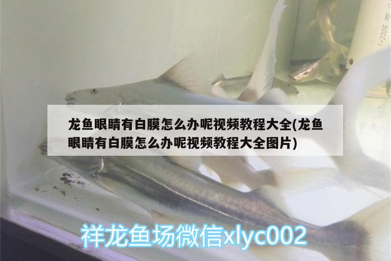 龍魚眼睛有白膜怎么辦呢視頻教程大全(龍魚眼睛有白膜怎么辦呢視頻教程大全圖片) PH調(diào)節(jié)劑