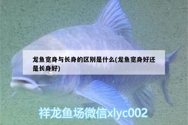 龍魚寬身與長(zhǎng)身的區(qū)別是什么(龍魚寬身好還是長(zhǎng)身好)