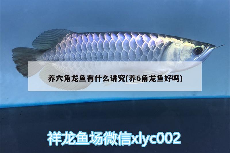 養(yǎng)六角龍魚有什么講究(養(yǎng)6角龍魚好嗎)