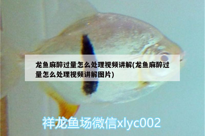 龍魚麻醉過量怎么處理視頻講解(龍魚麻醉過量怎么處理視頻講解圖片) 龍魚麻藥（祥龍Nika）