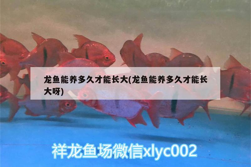 龍魚能養(yǎng)多久才能長大(龍魚能養(yǎng)多久才能長大呀)