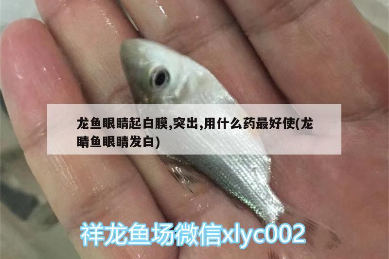 龍魚眼睛起白膜,突出,用什么藥最好使(龍睛魚眼睛發(fā)白)