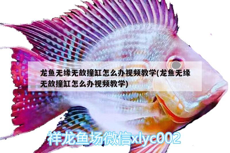 龍魚無緣無故撞缸怎么辦視頻教學(xué)(龍魚無緣無故撞缸怎么辦視頻教學(xué))