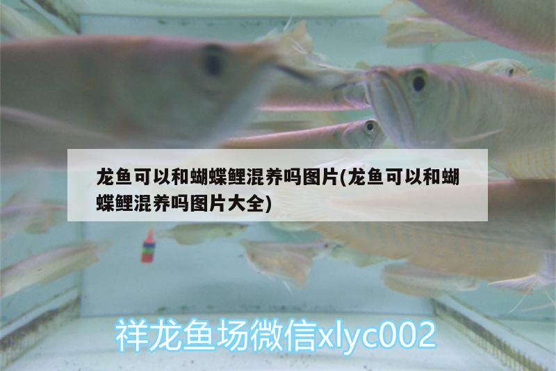 龍魚可以和蝴蝶鯉混養(yǎng)嗎圖片(龍魚可以和蝴蝶鯉混養(yǎng)嗎圖片大全) 蝴蝶鯉