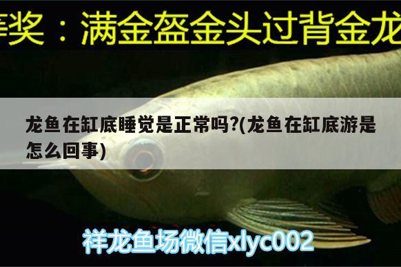 龍魚在缸底睡覺是正常嗎?(龍魚在缸底游是怎么回事)