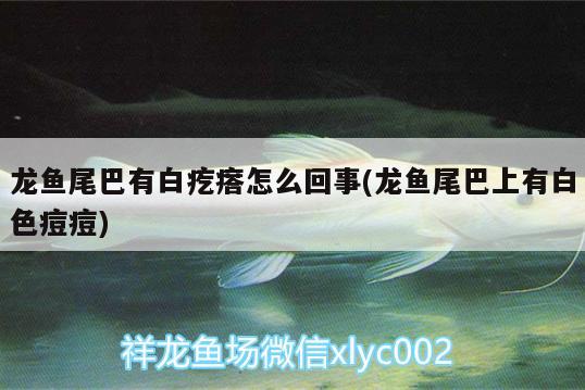 龍魚(yú)尾巴有白疙瘩怎么回事(龍魚(yú)尾巴上有白色痘痘)