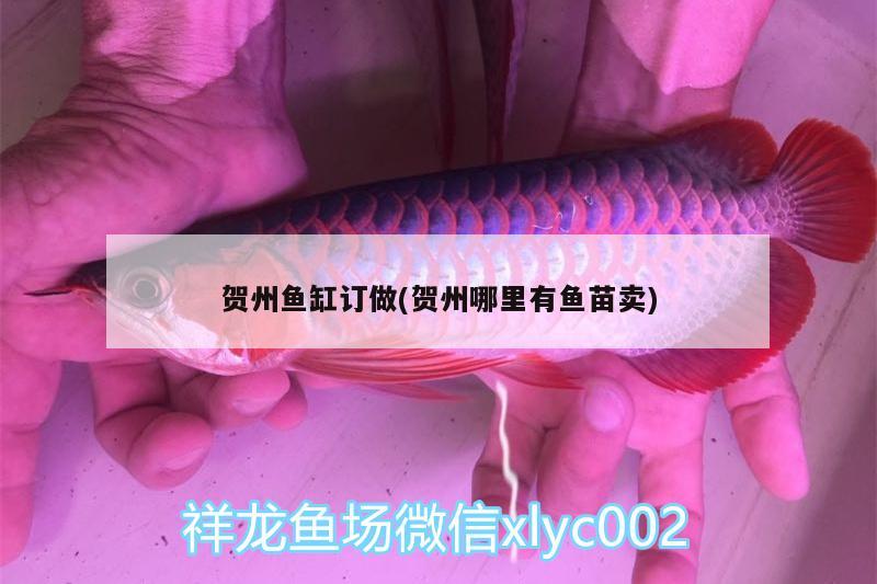 賀州魚缸訂做(賀州哪里有魚苗賣) 帝王迷宮魚