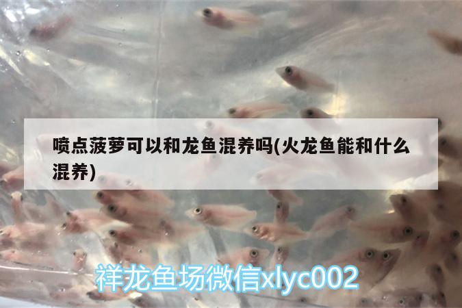 噴點(diǎn)菠蘿可以和龍魚混養(yǎng)嗎(火龍魚能和什么混養(yǎng)) 噴點(diǎn)菠蘿魚