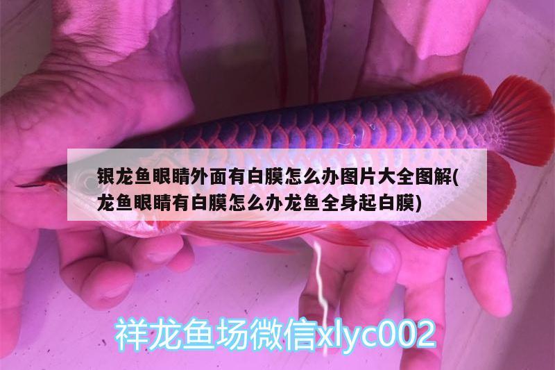 銀龍魚眼睛外面有白膜怎么辦圖片大全圖解(龍魚眼睛有白膜怎么辦龍魚全身起白膜) 銀龍魚百科