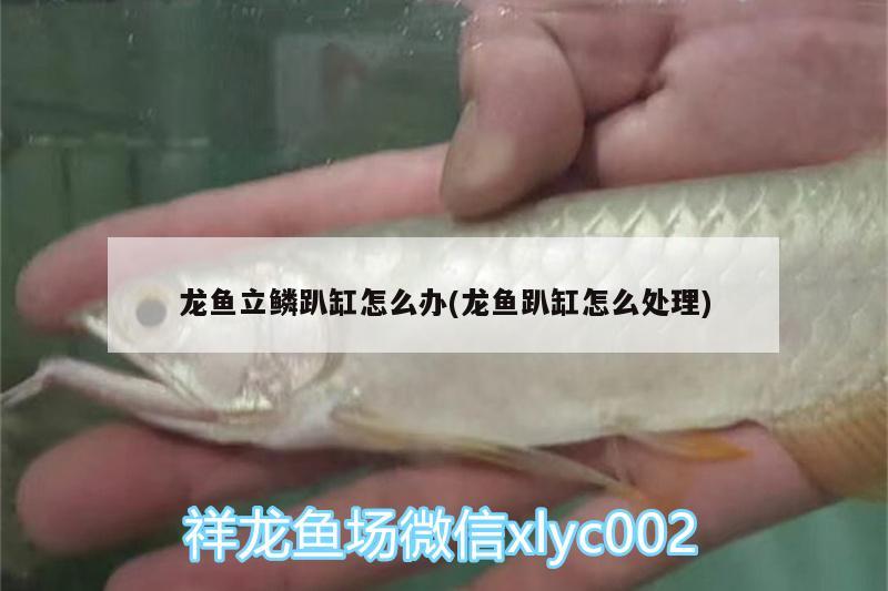 龍魚立鱗趴缸怎么辦(龍魚趴缸怎么處理) 狗頭魚