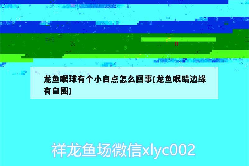 龍魚(yú)眼球有個(gè)小白點(diǎn)怎么回事(龍魚(yú)眼睛邊緣有白圈)