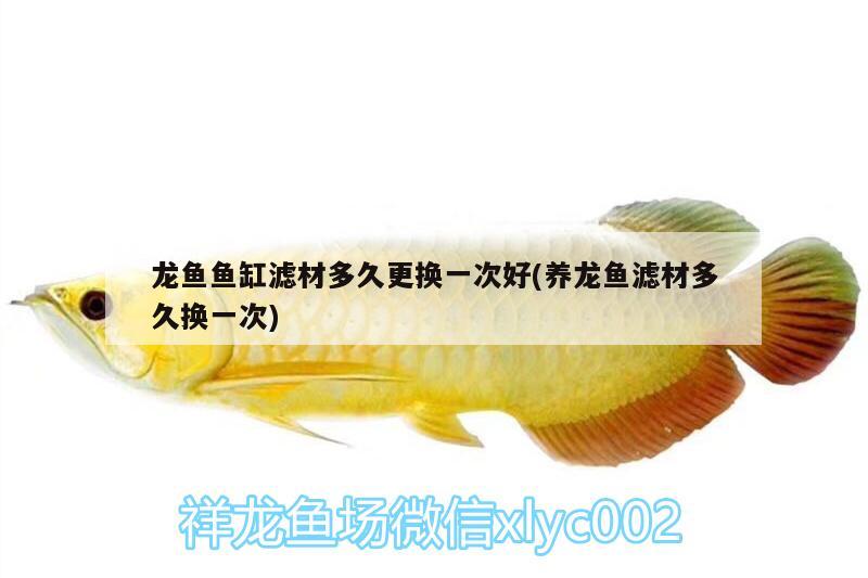 龍魚魚缸濾材多久更換一次好(養(yǎng)龍魚濾材多久換一次)