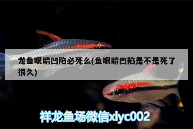 龍魚眼睛凹陷必死么(魚眼睛凹陷是不是死了很久)