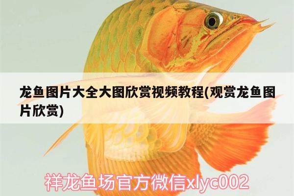 龍魚圖片大全大圖欣賞視頻教程(觀賞龍魚圖片欣賞)