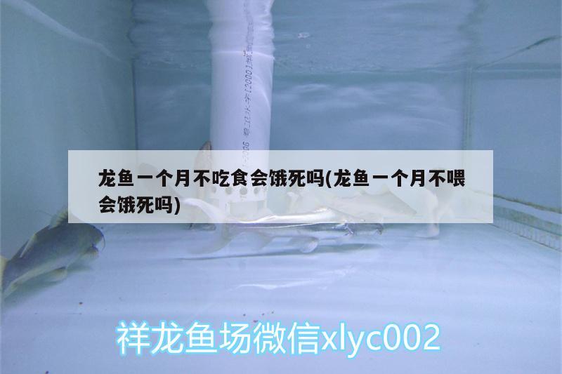 龍魚一個(gè)月不吃食會(huì)餓死嗎(龍魚一個(gè)月不喂會(huì)餓死嗎)