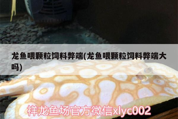 龍魚喂顆粒飼料弊端(龍魚喂顆粒飼料弊端大嗎)